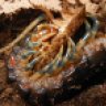 nepenthes