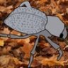 Tenevanica