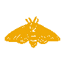 Fire Moth