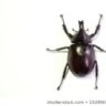 Scarabs