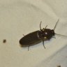 FirFauna