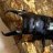 dorcus