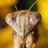 Ecpantheria