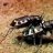 Mecynorrhina