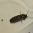 FirFauna