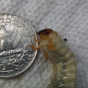 IMG02922-20111002-1326.jpg