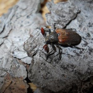 beetle.JPG