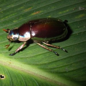 gold beetle.jpg