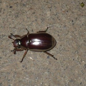 gold beetle 2.jpg