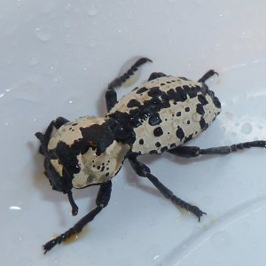 Ironclad Beetle.jpg