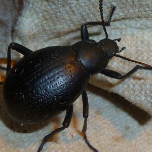 Eleodes sp..jpg