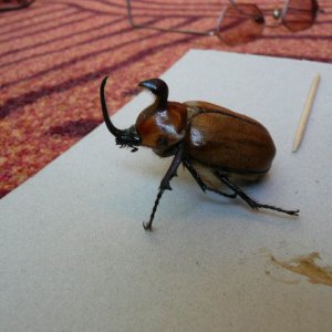mex_dynastinae.jpg