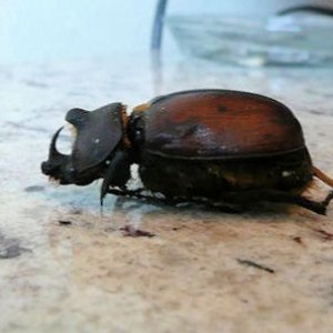 mex_dynastinae2.jpg