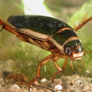 Dytiscus.jpg