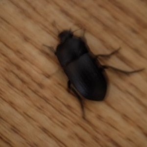 DSCF2514.JPG