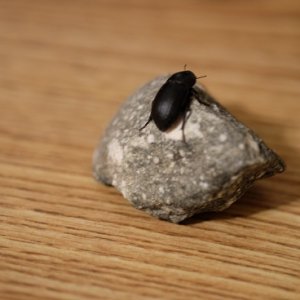 DSCF2516.JPG