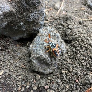 Japan beetle.jpg