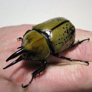 tityus_male_01.jpg