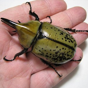 tityus_male_03.jpg