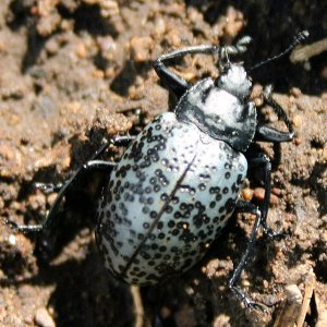 fungus_beetle.jpg
