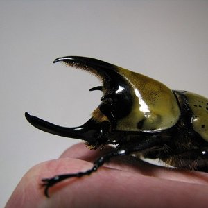 tityus_male_04.jpg