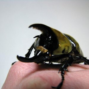 tityus_male_05.jpg