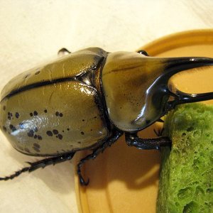 tityus_69mm_01.jpg