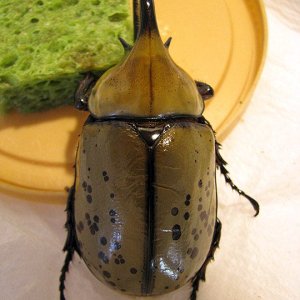 tityus_69mm_02.jpg