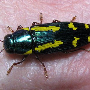 rufipes_1.jpg