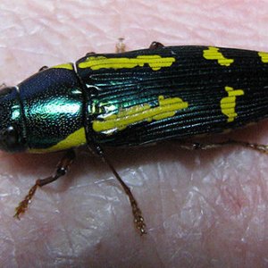 rufipes_2.jpg