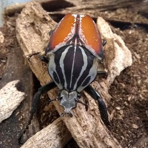 goliathus-male.jpg