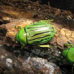 IMG_1100.jpg