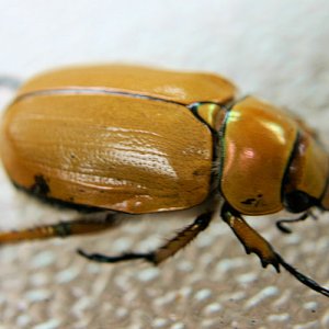 paracotalpa_consobrina.jpg
