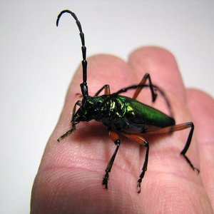 P_suaveolens_female_04.jpg