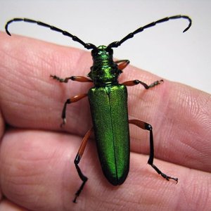 P_suaveolens_female_01.jpg