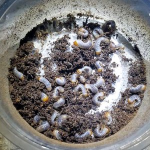 Pelidnota_punctata.jpg