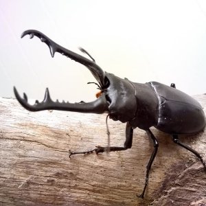 stag1.jpg