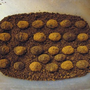 E_fulgida_cocoons.jpg