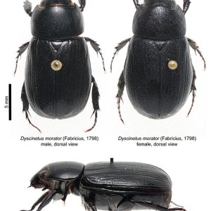 D.morator_580.jpg