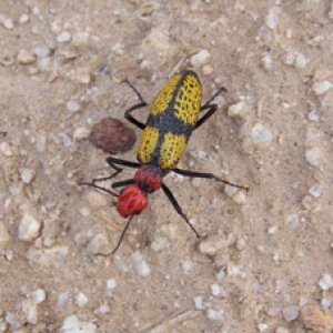 unknownbeetle.jpg