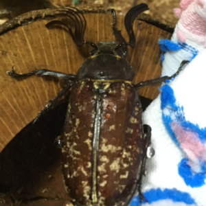 beetle 1.jpg.png