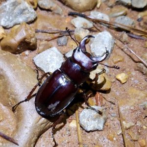 Lcapreolus.jpg
