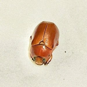 Media '39697E7E-5DE7-447B-9F6E-4928E71A9434.jpeg' in category 'Beetle Photos'