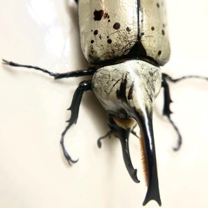 Media 'B974DF94-C0CF-4C80-B01D-0C54A797A91F.jpeg' in category 'Beetle Photos'