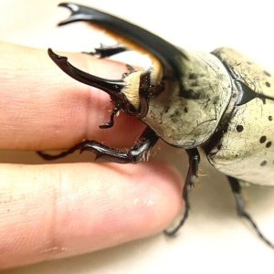 Media '7BF383F5-7B01-4116-A1A1-AF54AAACD47A.jpeg' in category 'Beetle Photos'