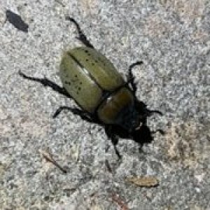 Dynastes Tityus.jpg
