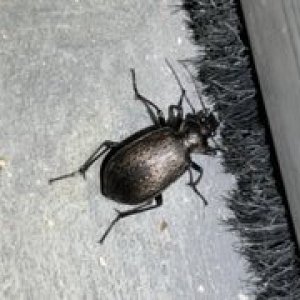Calsoma Sayi.jpg