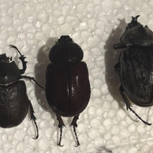 all megasoma.jpg