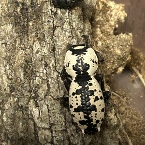 Zopherus nodulosus haldemani!