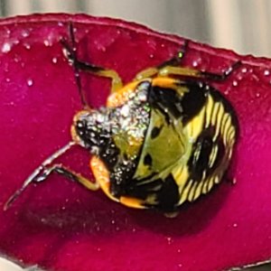 My Mystery Beetle.jpg